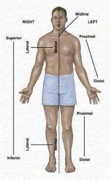Anatomical Position Body erect.