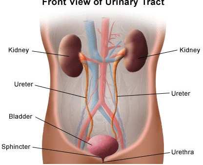 Urinary System Vocabulary Word Bank kidneys excretory system urine bladder Two renal arteries transport blood to the kidneys The two kidneys filter the blood, removing waste products from the