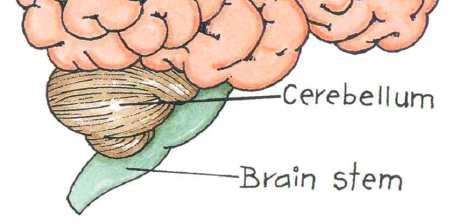 The cerebrum is the thinking brain where language, memory, and decision making are located.