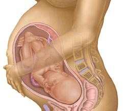 placenta umbilical