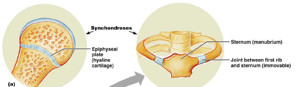Cartilaginous Joints: