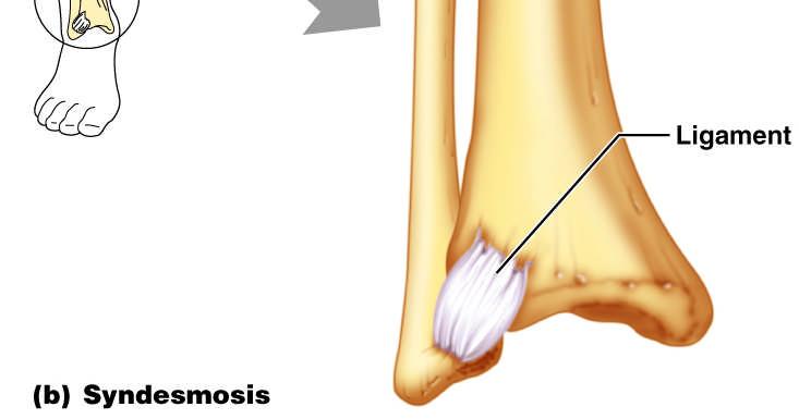 Fibrous Structural Joints: Bones are connected by a fibrous tissue ligament Movement varies from immovable to