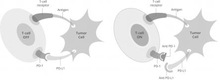 PD- 1 Inhibitors Allow Re- activation of the Immune T cells Immune checkpoint inhibitors: Nivolumab (PD- 1) Ipilimumab* (CTLA- 4) Atezolizumab* (PD- L1) Pembrolizumab* (PD- 1) *In development, but
