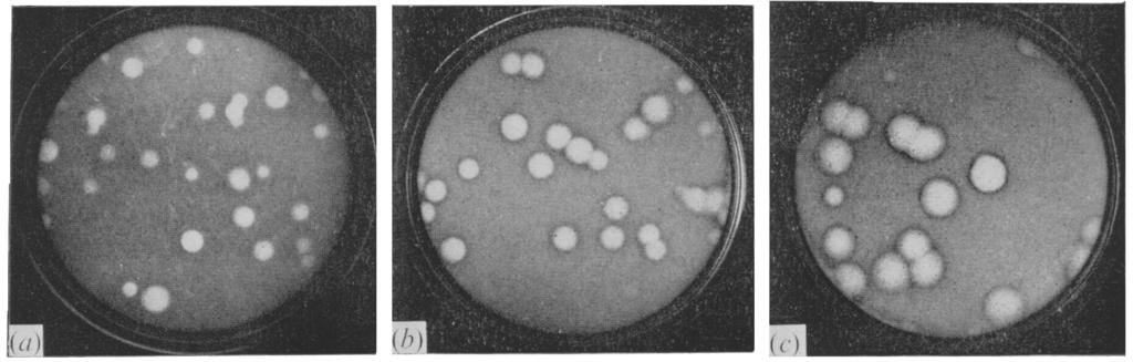 Influenza vlrus plaque frmatin 3 55 Fig. 2. Influenza virus plaques in suspensins f chick embry cells.