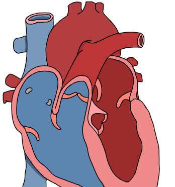 Vertebrate cardiovascular system Chambered heart atrium = receive blood ventricle = pump blood out Blood vessels arteries = carry blood away