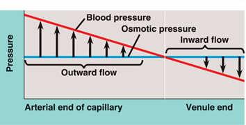 Exchange across capillary walls Fluid & solutes flows out of capillaries to tissues due to blood pressure bulk flow BP > OP Lymphatic capillary Interstitial fluid Interstitial fluid flows back into