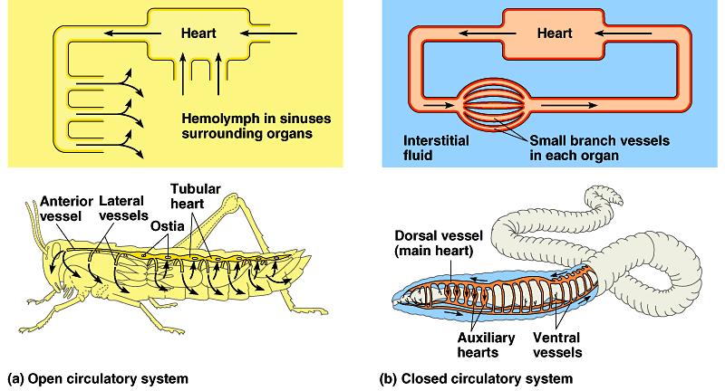 Circulatory systems All animals have: circulatory fluid = blood