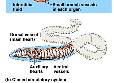 interstitial fluid 1 or more hearts large vessels to smaller vessels