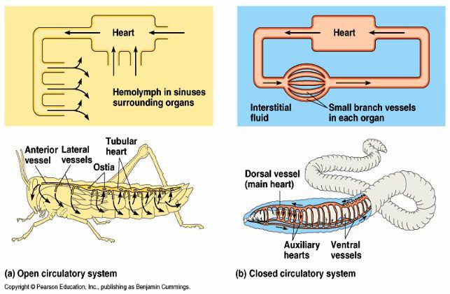 Invertebrate Circulatory Systems Most