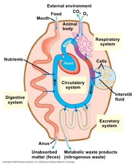 Nutrient Absorption Digestive, Respiratory, Circulatory Systems How many different systems do you see represented in the diagram below? 1. _ - breaks down and absorbs nutrients 2. - absorbs oxygen 3.