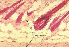 HYPODERMIS Made of adipose tissue =