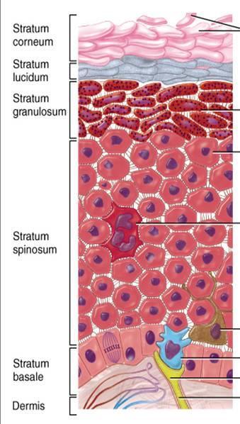 Stratum Corneum Most superficial layer 15-30 layers Cells are dead & keratinized Tightly connected and flat Cells are shed