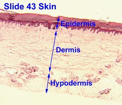 Dermis Lies beneath epidermis 2 major layers 1. Papillary layer loose connective tissue Support & nourishment Contains capillaries and nerves that supply the epidermis 2.