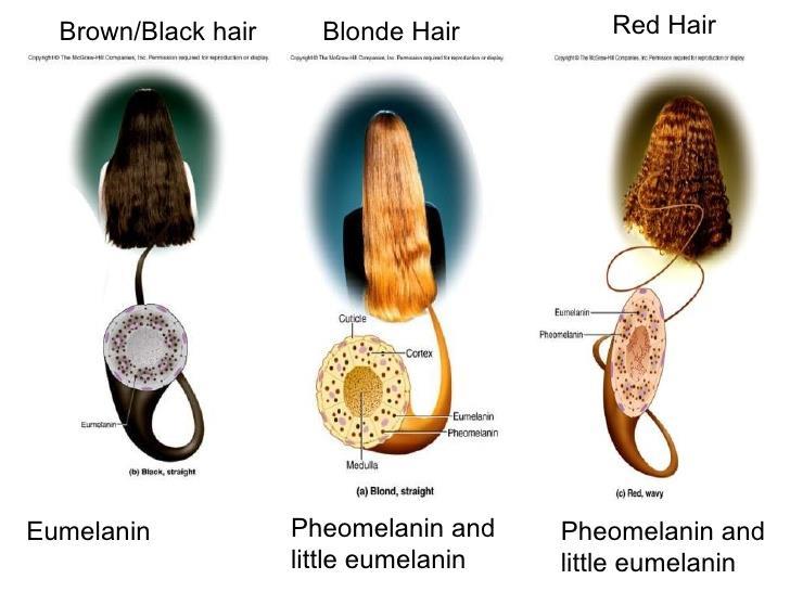 Accessory Structures Hair (Color) Differences in hair color due to amount of pigment produced by melanocytes Genetically determined