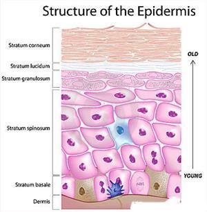 Epidermis Superficial epithelium Avascular- What does this mean? Thick skin 5 layers Palms of hands, soles of feet Thin skin 4 layers Layers of epidermis: 1.