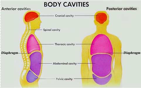 ABDOMINAL CAVITY-(unprotected) contains liver, gall- bladder, pancreas, intestines, stomach, kidneys and spleen. PELVIC CAVITY- contains the bladder, rectum and reproductive organs.