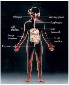 problem develops with the endocrine system,