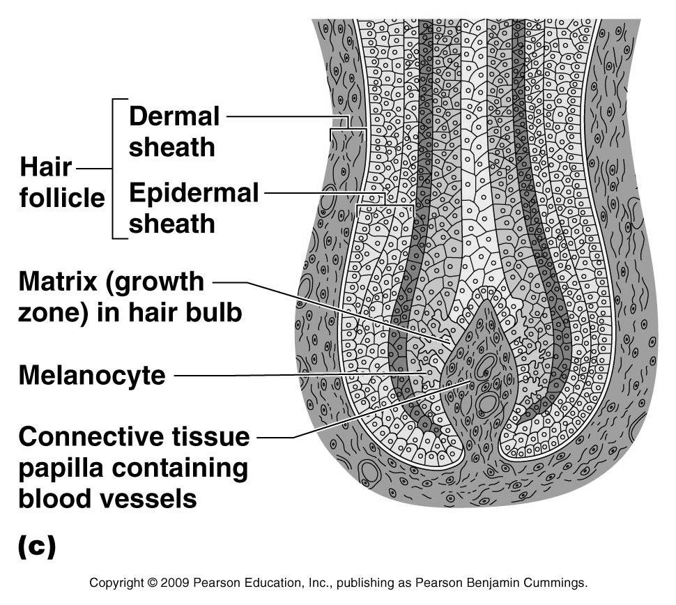 Appendages of the Skin 7. This figure is a diagram of a cross-sectional view of a hair in its follicle. Provide labels for the leader lines. 8. What is the scientific term for baldness?