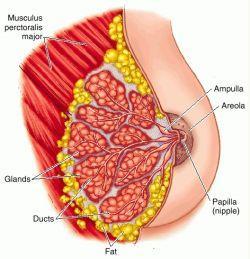 Mammary glands
