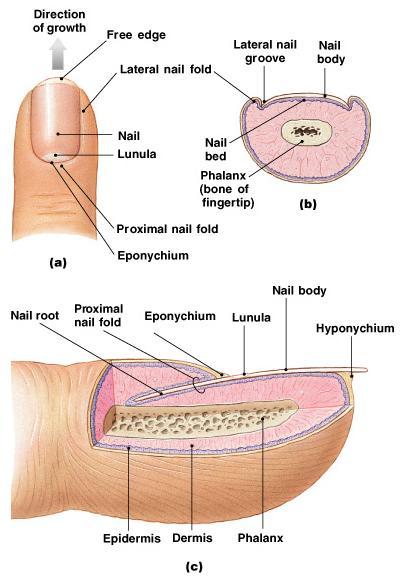 Nail root where nail is produced