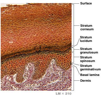 germinativum Stratum spinosum