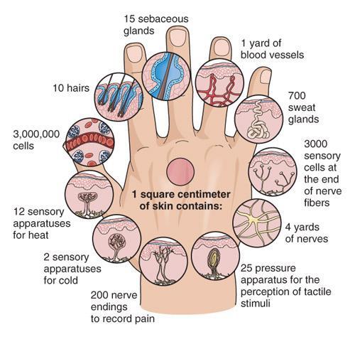 Functions of the integumentary system review What are the functions of the skin?