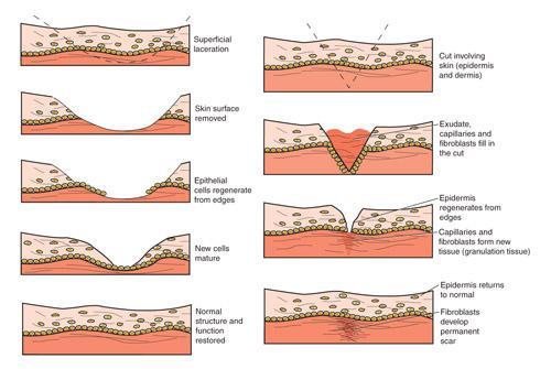 Functions of the integumentary system The skin has remarkable