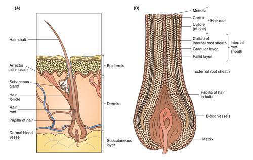Functions of the integumentary system Hair What is the function of hair?