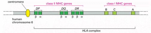 Classical class I and II MHC genes code for integral membrane glycoproteins, known as peptide antigen presenting MHC proteins or molecules classical