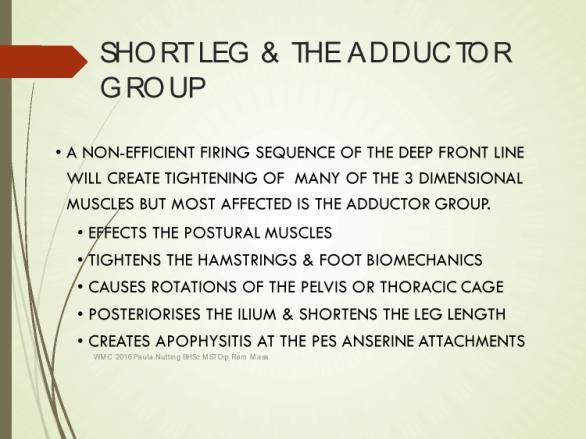 THE ADDUCTOR