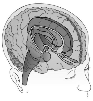 Gall-bladder points connected to the limbic system Limbic system can be found on top of the brain stem and below the cortex.