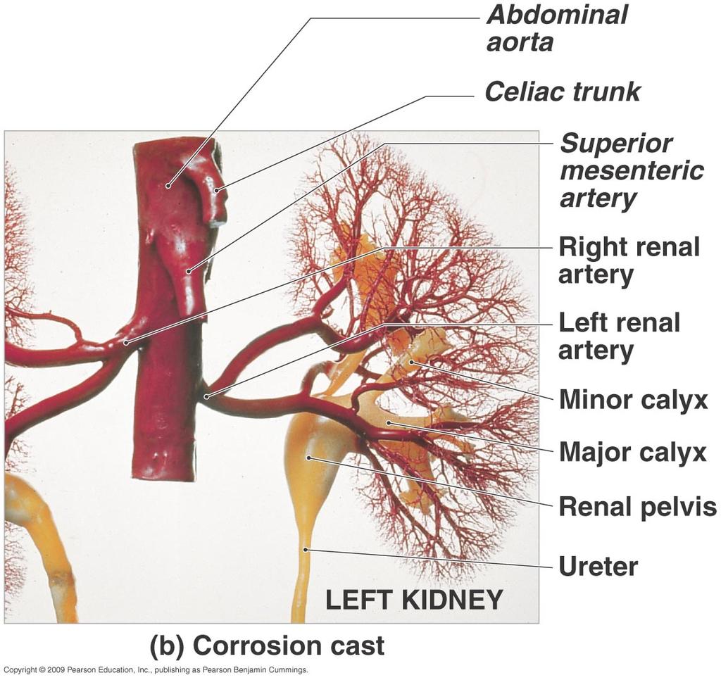 The Ureters Expandable tubes that exit the renal pelvis 3 walls Mucosa Transitional epithelium Muscularis