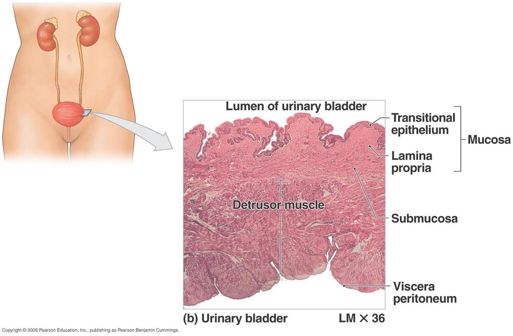 Histology of the Urinary Bladder Mucosal lining transitional epithelium Submucosa fibrous CT