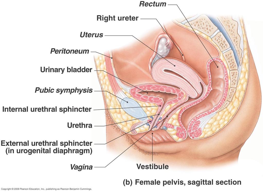 The Female Urethra Drains urine from urinary bladder