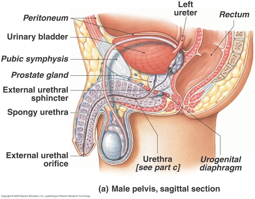 The Male Urethra 3 regions: