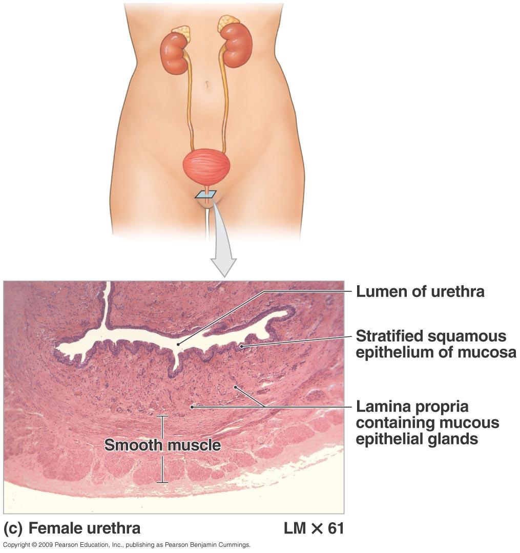 Histology of the Urethra Mucosa varies from bladder to exterior especially in males Muscularis