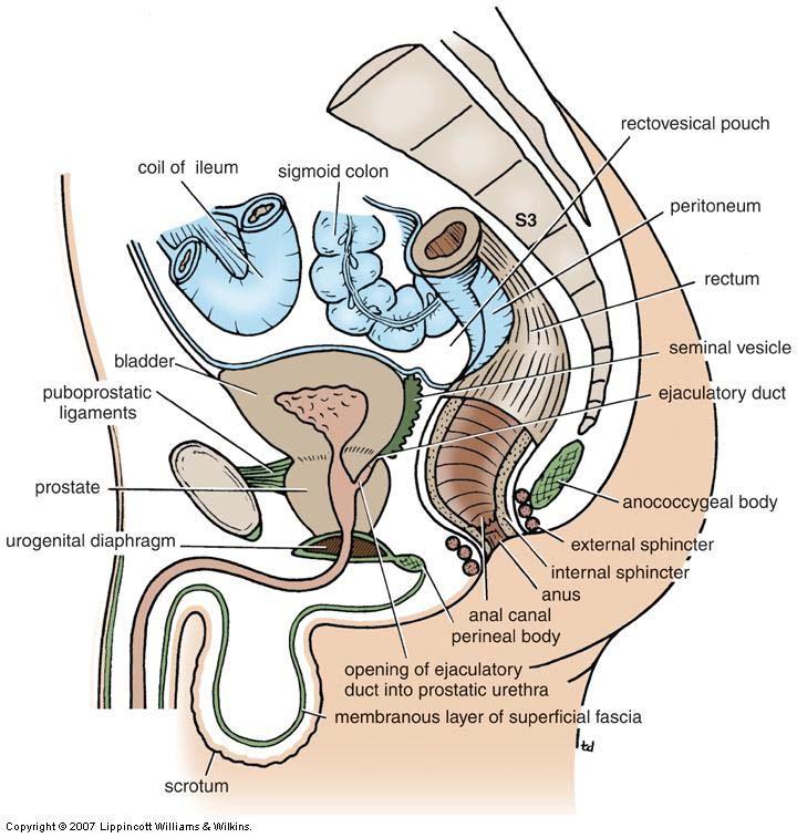 Urinary Bladder Relations in Male Anteriorly abdominal wall, retropubic pad of fat & pubic symphysis Laterally obturator internus & levator anai mm.