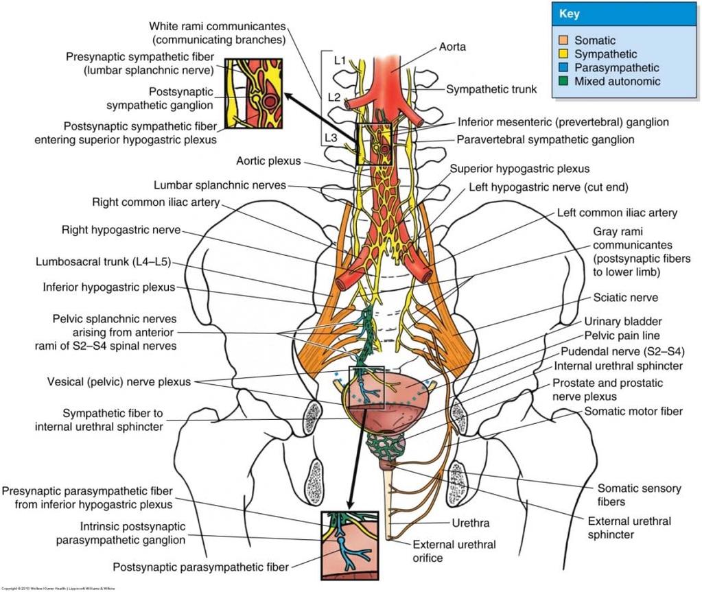 Urinary Bladder Nerve supply Inferior hypogastric plexus Sympathetic: L1 L2 ganglia (sympathetic trunk) hypogastric plexus Contraction of sphincter vesicae