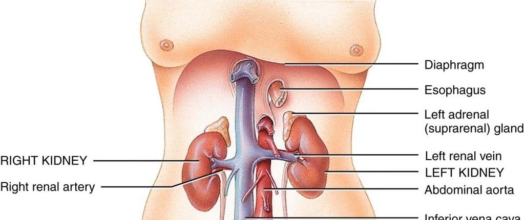 Kidneys, ureters, urinary bladder & urethra Urine flows