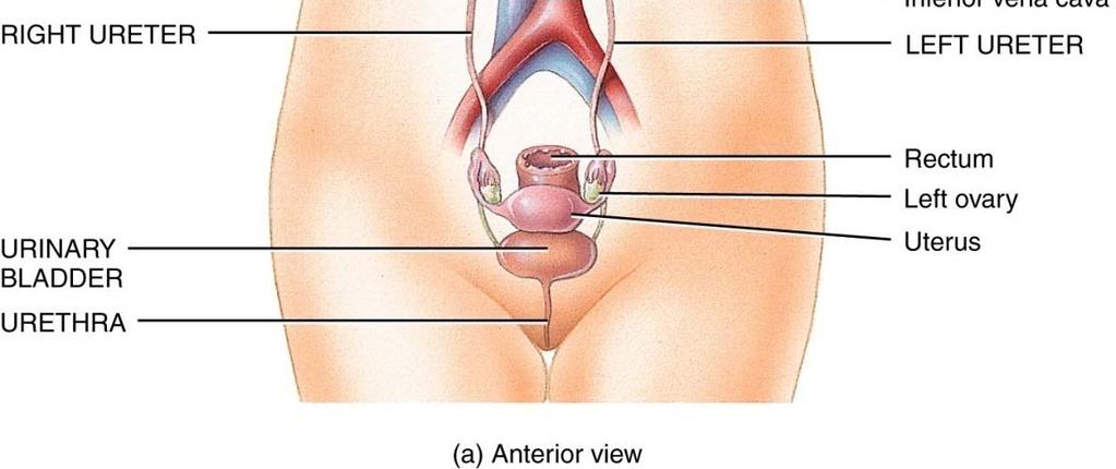 the outside via the urethra Filter the blood and return