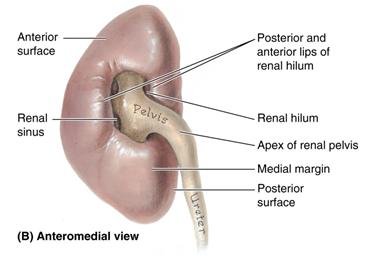 and posterior libs Content Renal v. renal aa. ureter renal a.