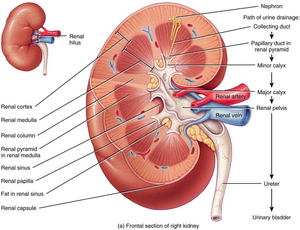 Internal Anatomy of Kidney What is the difference between renal hilus &