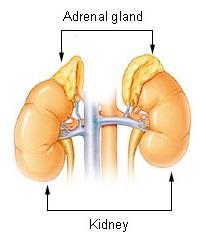 Adrenal Glands: (add these to your diagram) Share Out.