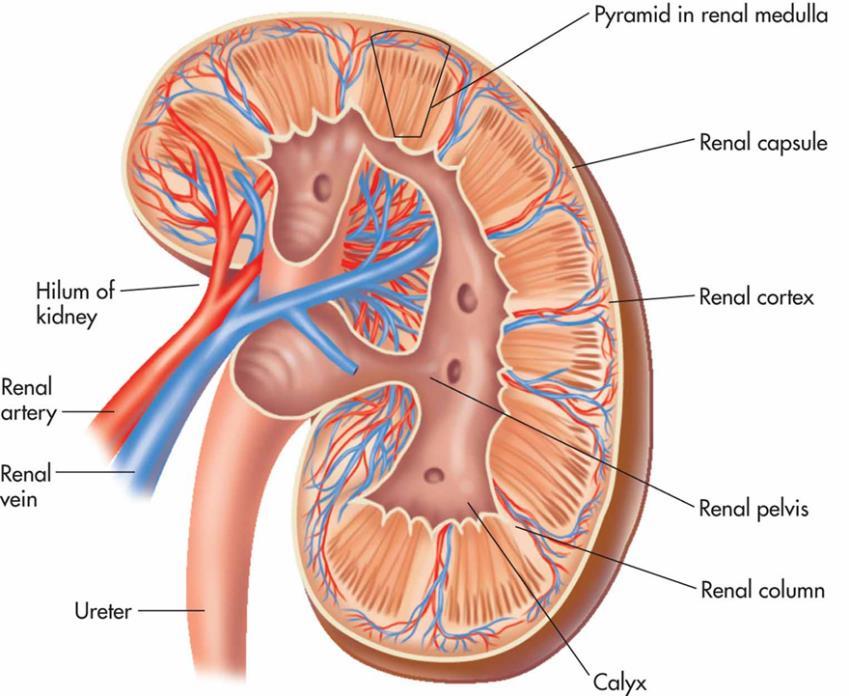The Structure of the Kidneys CORTEX Outer area of the kidney Where blood is filtered Composed of millions of microscopic functional units called nephrons, where urine is made.
