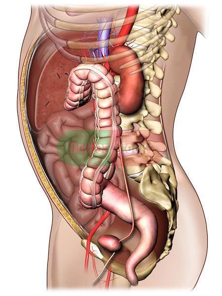 The location of the kidneys.