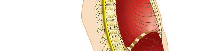 Key: Vertebral cavity (contains spinal cord) Dorsal body