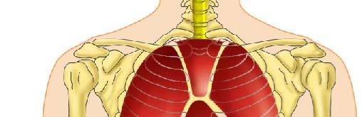 mediastinum Pleural cavity Pericardial cavity within the mediastinum