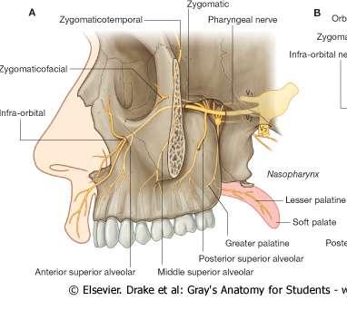 Especial emphasis on certain arteries and nerves related to the fossa Maxillary Nerve - It is originally a pure sensory nerve - It supplies all the upper teeth, sinuses such as maxillary sinus, and