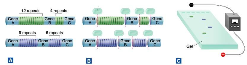 DNA Fingerprinting - Restriction enzyme Chromosomes contain large amounts of DNA called repeats that do not code for proteins. This DNA varies from person to person.