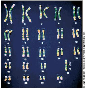 Human Karyotype autosomal
